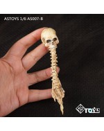 ASTOYS AS0071/6 Scale Skull with backbone in white